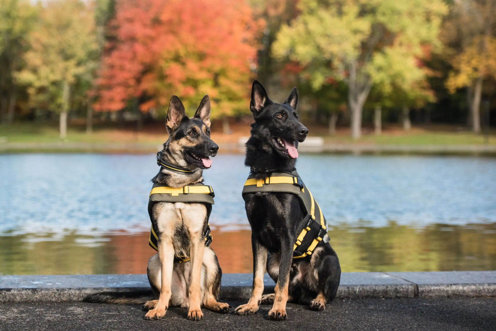 Army Dog Vest - Ryzela